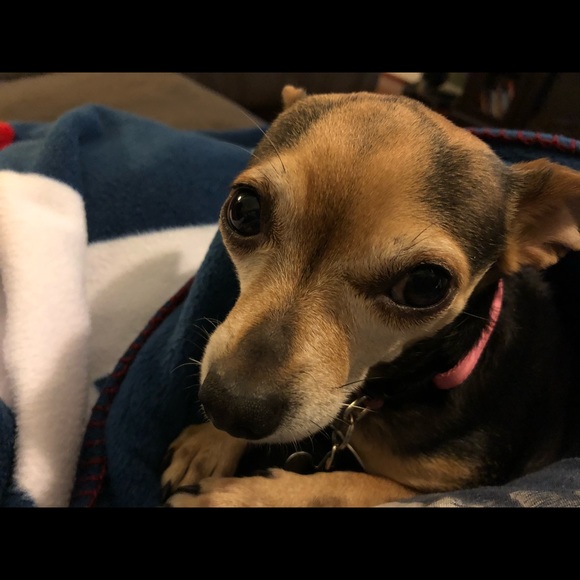 Meet your Posher, Nicole - Picture 1 of 1